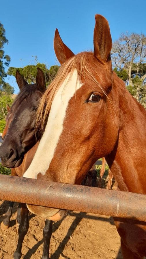 Santo Antônio do PinhalRefugio Horse别墅 外观 照片