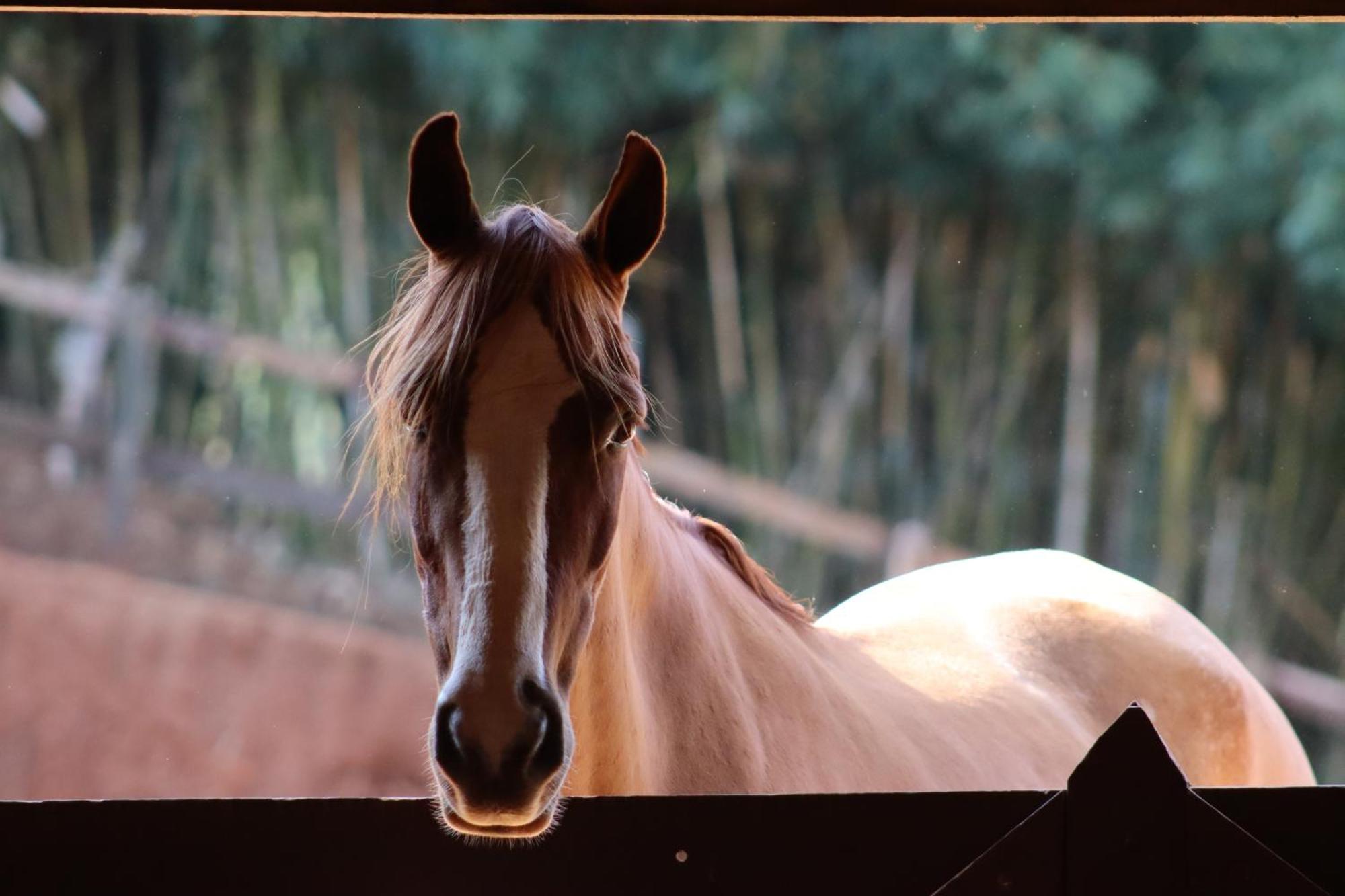 Santo Antônio do PinhalRefugio Horse别墅 客房 照片