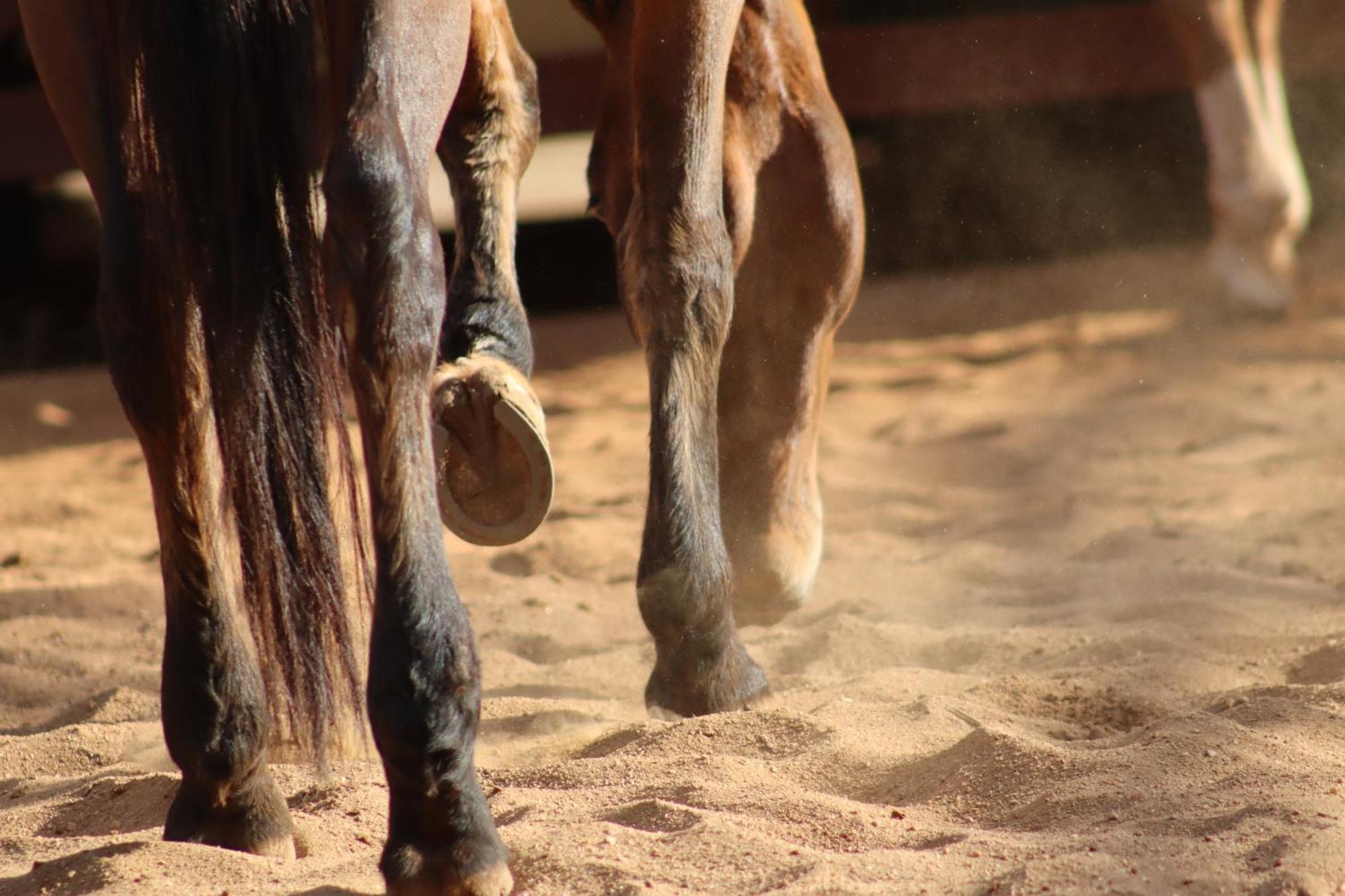 Santo Antônio do PinhalRefugio Horse别墅 客房 照片