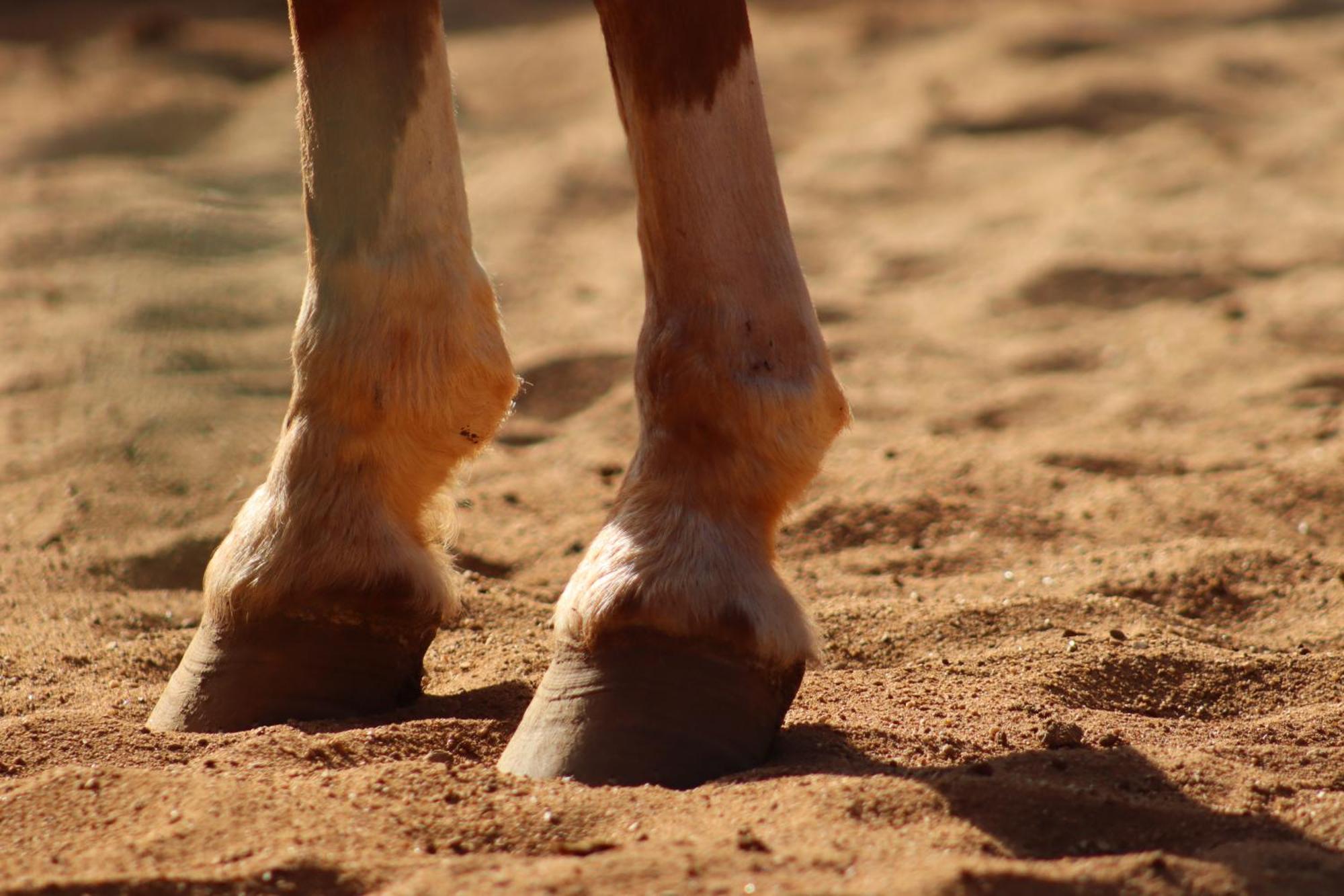 Santo Antônio do PinhalRefugio Horse别墅 客房 照片